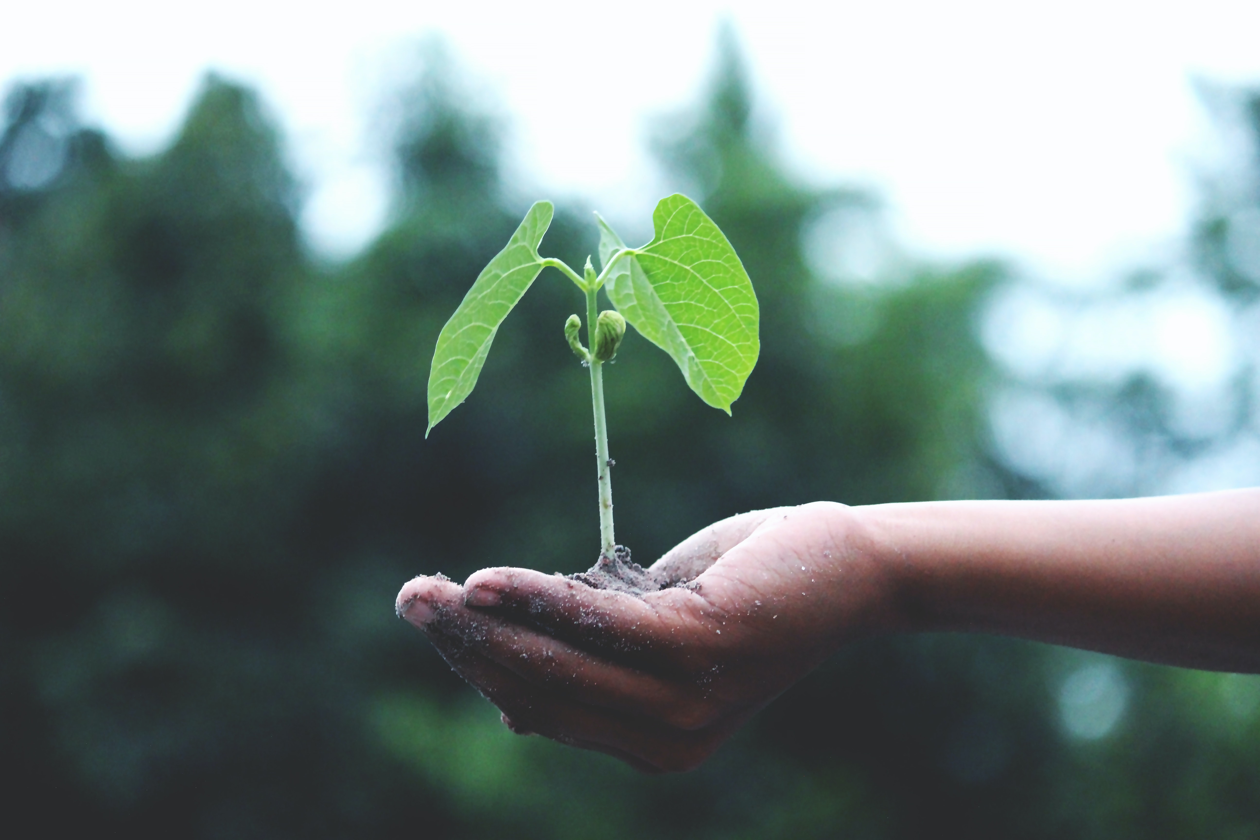 Vissza a természetbe - Green City kertekkel! 